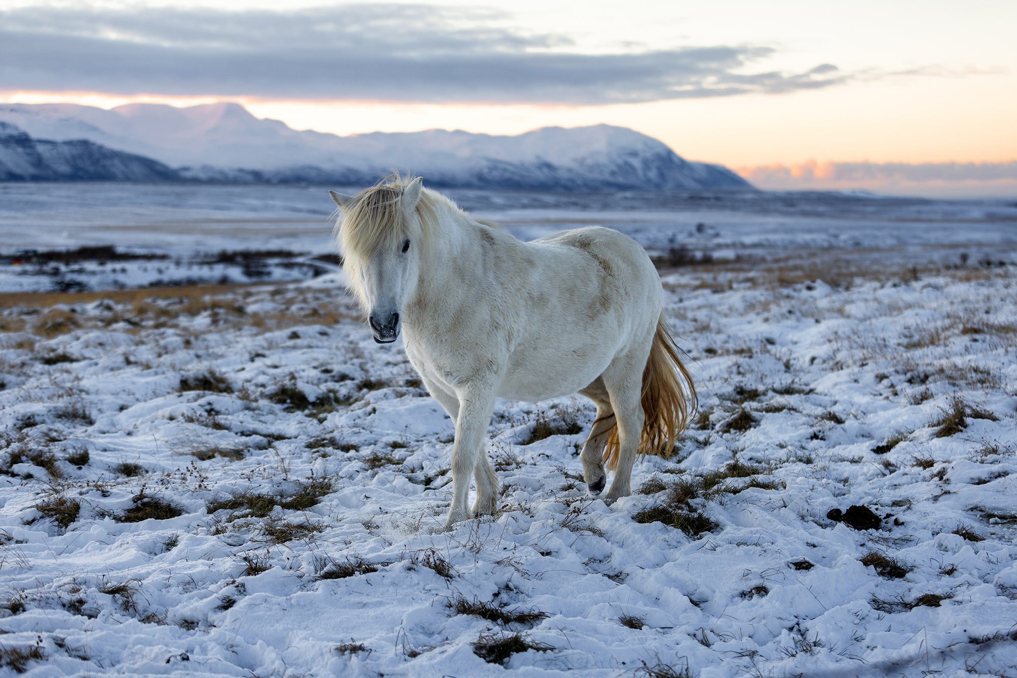 Cavalo branco