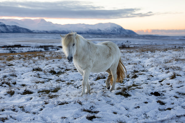 Cavalo branco